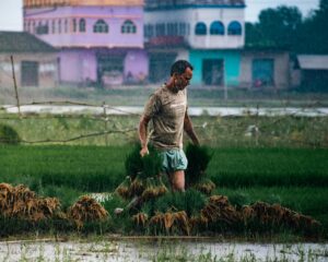अवकाळी पावसामुळे पिकांचे नुकसान झालेली शेती
